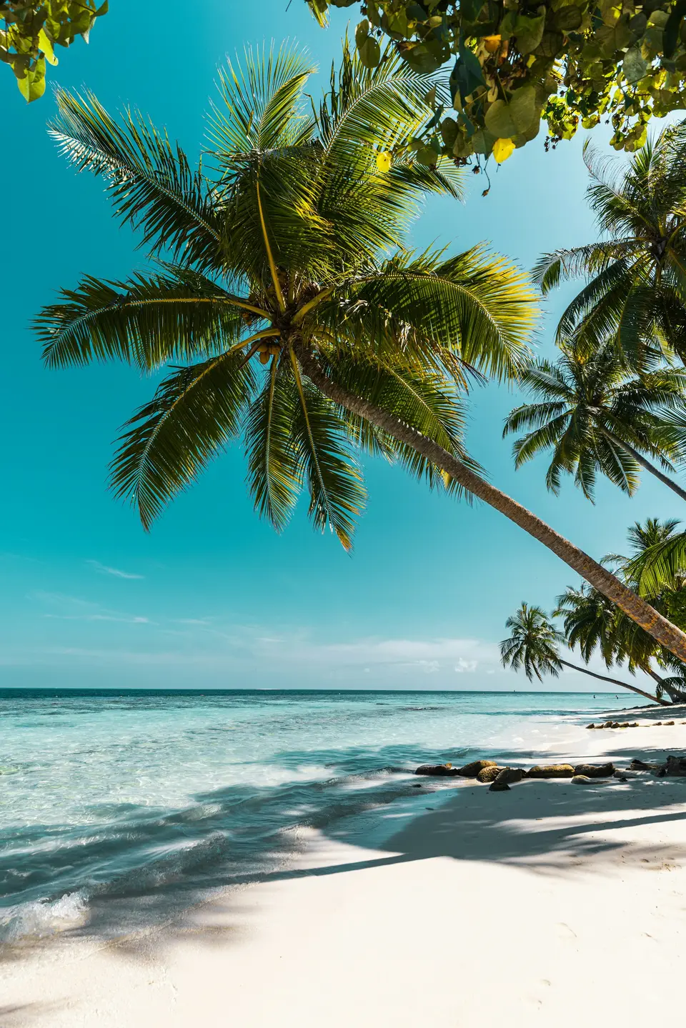 Cocotiers penchés au-dessus de la plage et de l’océan
